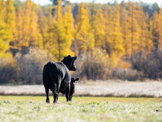 Black Angus Cow and calf