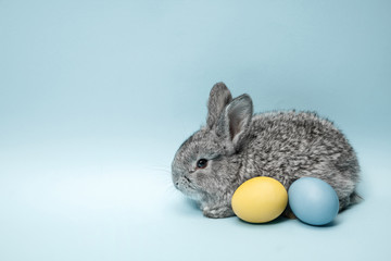 Easter bunny rabbit with painted eggs on blue background. Easter, animal, spring, celebration and holiday concept.