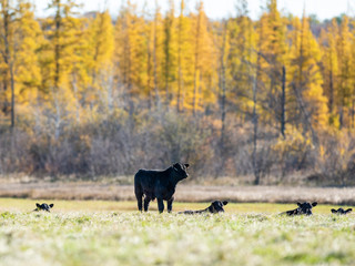Black Angus calves in a pasture