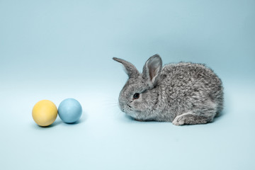 Easter bunny rabbit with painted eggs on blue background. Easter, animal, spring, celebration and holiday concept.