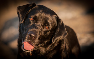 Fototapeta premium Black Labrador in Sunrise