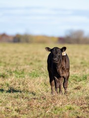 Black Angus Calf