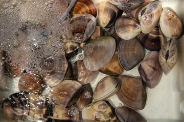 Seafood on ice at the market.