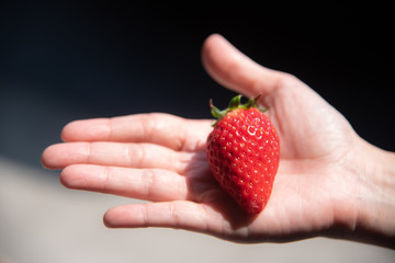 Fresh red ripe strawberry fruit on hand