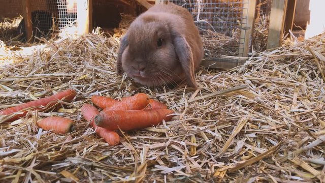 beautiful brown, young and sweet widder rabbit eats fresh carrots in the rabbit hutch