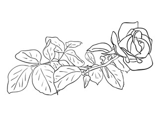 Vector illustration, isolated rose flower with leafs in black and white colors, outline hand painted drawing