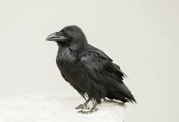 beautiful black raven sits on a white background in the studio
