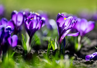 Close up photo of first fresh spring blooming Saffron flowers, Crocuses under sunlight.