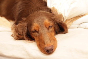 dachshund