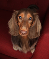 dachshund