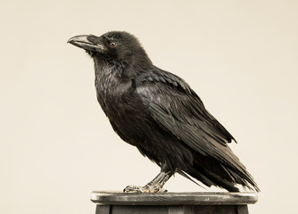 beautiful black raven sits on a white background in the studio