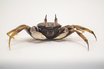 White background Horn-eyed ghost crab Ocypode ceratophthalmus form Phuket Thailand