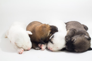 Cute puppies, white background, dog breed Bang Kaew Thai dog.