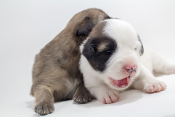 Cute puppies, white background, dog breed Bang Kaew Thai dog.