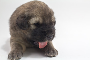 Cute puppies, white background, dog breed Bang Kaew Thai dog.