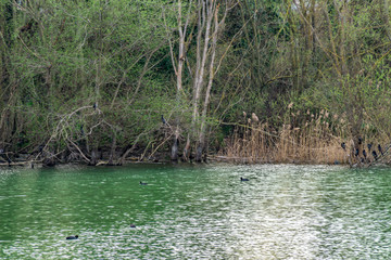 Flora e fauna nel lago