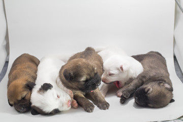 6 cute puppies are falling asleep