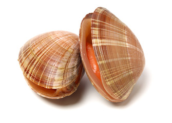 Stacked fresh raw clams on white background