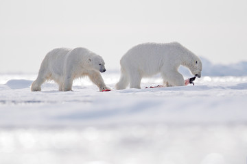Obraz na płótnie Canvas Two polar bears with killed seal. White bear feeding on drift ice with snow, Svalbard, Norway. Bloody nature with big animals. Dangerous animal with carcass of seal. Arctic wildlife.
