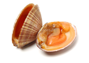 Stacked fresh raw clams on white background