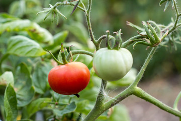 Wet green and red tomatoes growing in a garden.