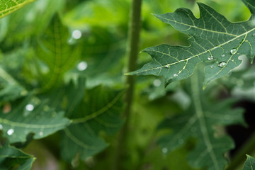 Raindrop water on big papaya leaf in the papaya plant