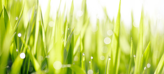 Grass with dew drops.
