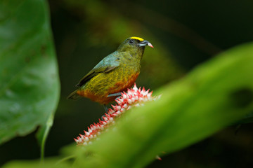 Tanager feeding pink flower bloom. Olive-backed euphonia, Euphonia gouldi, exotic tropical bird from Costa Rica. Bird sitting on beautiful green mossy branch. Birdwatching in South America.