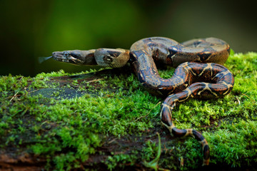 Boa constrictor snake in the wild nature, Costa Rica. Wildlife scene from Central America. Travel...