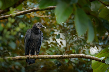 Vulture sitting on the tree in Costa Rica tropic forest. Ugly black bird Black Vulture, Coragyps atratus, bird in the habitat. Wildlife scene from nature.