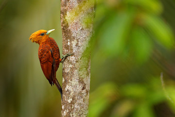 Chestnut-coloured Woodpecker, Celeus castaneus, brawn bird with red face from Costa Rica. Woodpecker with yellow crest and red face, sitting on the tree. Wildlife scene from nature.