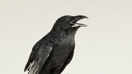 portrait of a screaming black crow