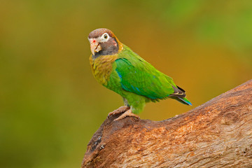 Detail of parrot head. Brown-hooded Parrot, Pionopsitta haematotis, portrait of light green parrot with brown head. Detail close-up portrait of bird from America. Wildlife scene from tropical nature.