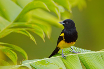 Black-cowled Oriole, Icterus prosthemelas, sitting on the green palm branch. Tropic bird in the nature habitat. Wildlife in Costa Rica. Yellow black mountain bird in the dark green jungle forest.