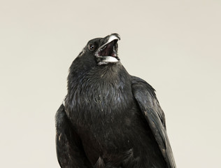portrait of a screaming black crow