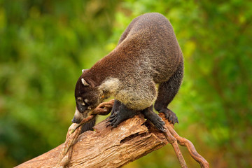 White-nosed Coati, Nasua narica, on the tree in National Park Manuel Antonio, Costa Rica. Animal in the forest with long tail. Mammal in the nature habitat. Animal from tropical Costa Rica.
