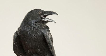 portrait of a screaming black crow