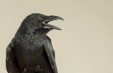 portrait of a screaming black crow