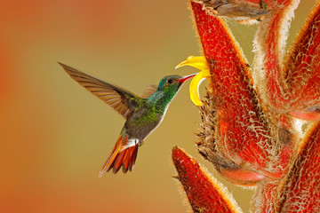 Two birds with red flower. Rufous-tailed Hummingbird, Amazilia tzacatl, bird flying next to beautiful red rose hibiscus flower in nature habitat with green background, bird from mountain.