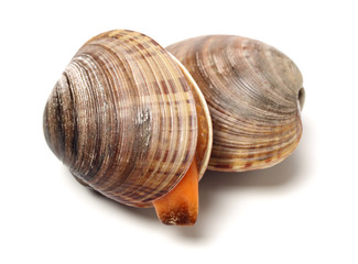 Stacked fresh raw clams on white background