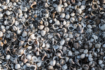 pebbles on the beach