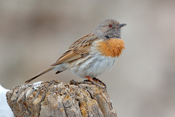 Robin accentor, Prunella rubeculoides, bird sitting on tree trunk in the winter mountain. Robin in the stone habitat, Ladakh, Hemis NP, India. Birds in the Himalayas rocky mountain