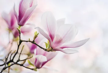 Fototapeten Magnolienblüte im Frühling © emmi
