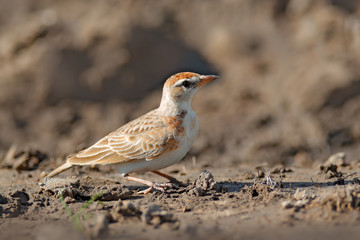 Red-capped lark, Calandrella cinerea, bird with open bill sitting on the stone with blue sky, Moremi, Okavango delta, Botswana in Africa. Wildlife scene from African nature.