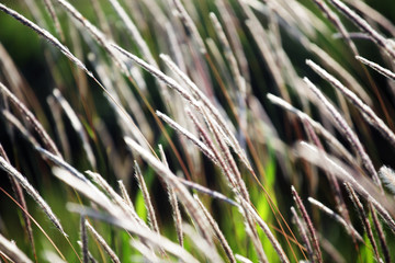 white reeds grass background