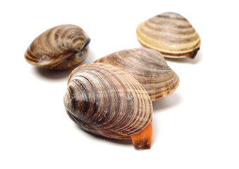 Stacked fresh raw clams on white background
