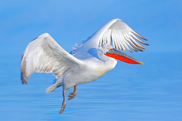 Bird fly. Dalmatian pelican, Pelecanus crispus, landing in Lake Kerkini, Greece. Pelican with open wings. Wildlife scene from European nature. Bird landing to the blue lake water.