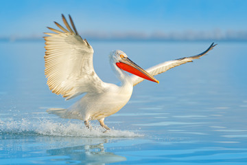 Bird landing to the blue lake water. Bird fly. Dalmatian pelican, Pelecanus crispus, landing in Lake Kerkini, Greece. Pelican with open wings. Wildlife scene from European nature.