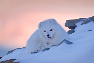 Obraz na płótnie Canvas Polar fox in habitat, winter landscape, Svalbard, Norway. Beautiful white animal in the snow. Wildlife action scene from nature, Vulpes lagopus, face portrait of white fur coat fox. Mammal from Europe