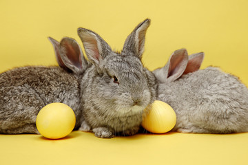 Fototapeta na wymiar Easter bunny rabbits with painted eggs on yellow background. Easter, animal, spring, celebration and holiday concept.